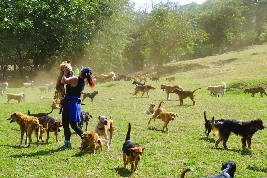 ** stray dogs costa rica ** costa rica dog shelter ** island of dogs costa rica ** zaguates costa rica ** land of the strays in costa rica 