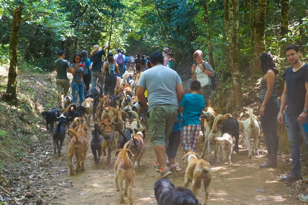 territorio de zaguates ** costa rica dog sanctuary ** animal sanctuary costa rica ** costa rica dog rescue ** territorio de zaguates costa rica ** costa rica dog island ** animal rescue costa rica 