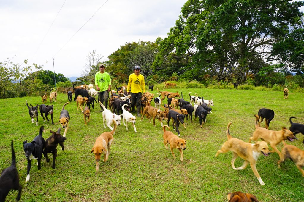 * territorio de zaguates en costa rica ** zaguates costa rica dogs ** land of stray dogs in costa rica ** land of the strays costa rica volunteer **