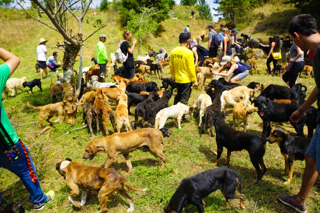 Territorio De Zaguates The Costa Rica Dog Sanctuary You