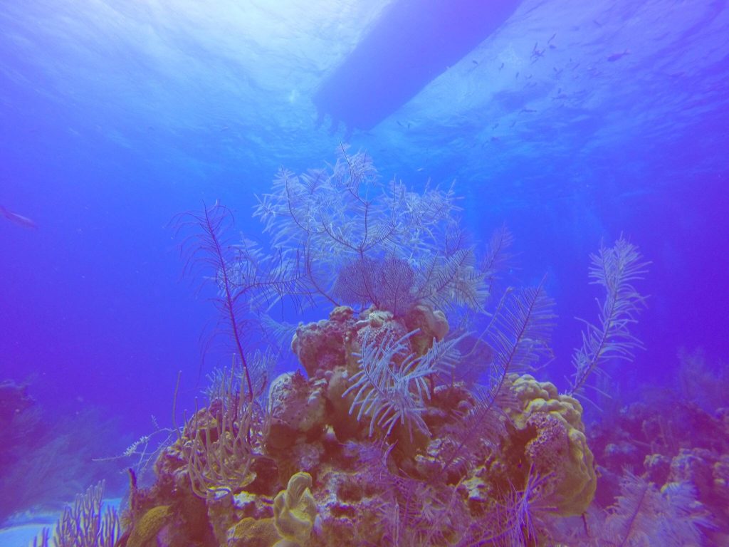  caye caulker snorkeling tours ** the split caye caulker ** caye caulker hostel ** best places to stay in caye caulker ** places to stay in caye caulker belize ** caye caulker excursions ** things to do in caye caulker belize **