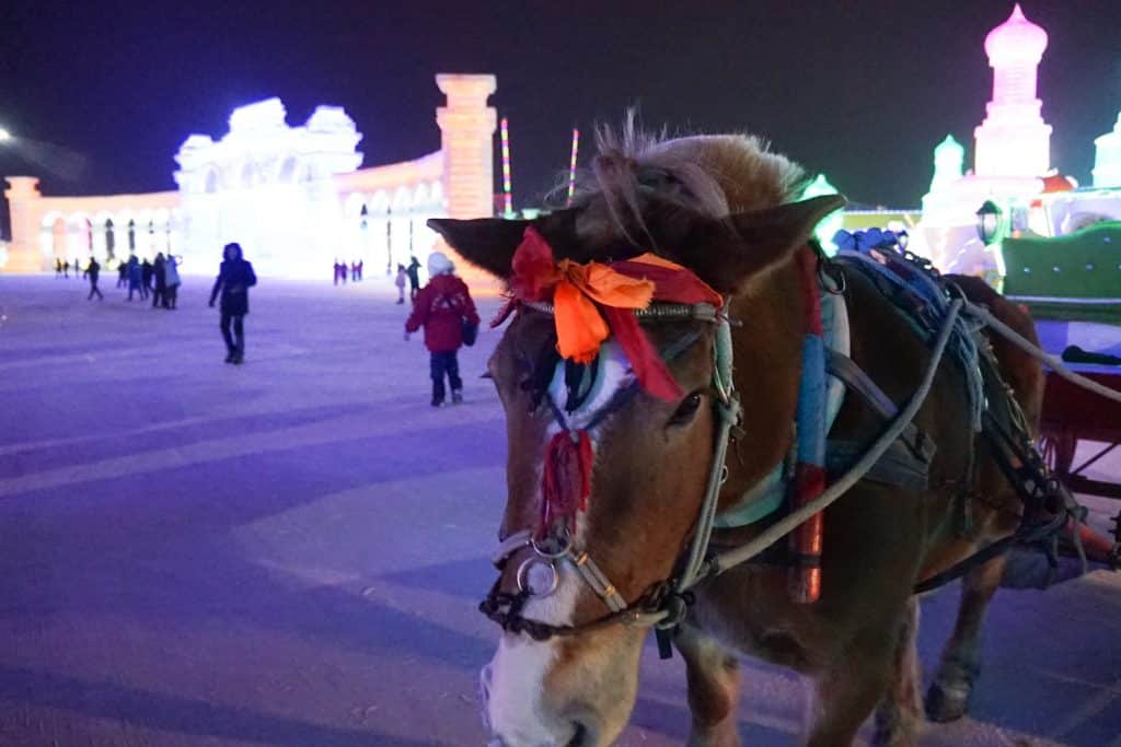 * harbin ice snow festival ** harbin ice sculpture festival ** harbin international ice & snow sculpture festival ** harbin china ice castles ** snow world harbin ** harbin snow sculpture 