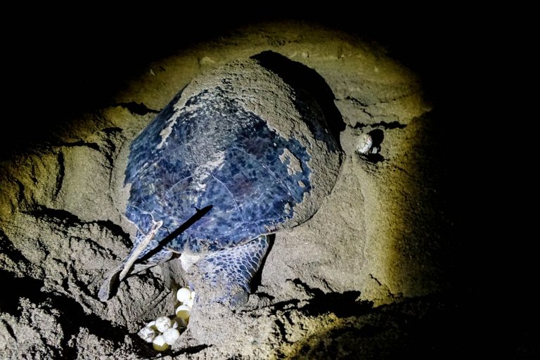 Getting Close To Nesting Turtles At Sukamade Beach In Java Indonesia