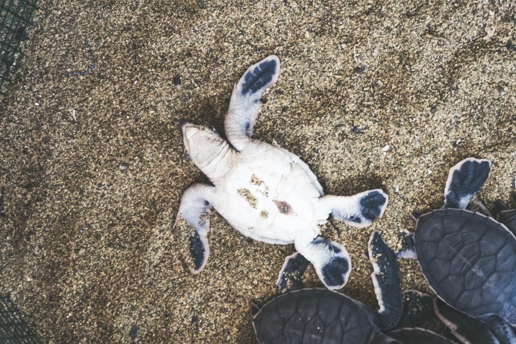 turtle beach indonesia ** sukamade ** sukamade beach ** sea turtle rescue ** sukamade turtle beach ** sukamade guest house ** indonesia beach resorts ** turtle conservation bali ** turtle conservation indonesia ** indonesian turtle **