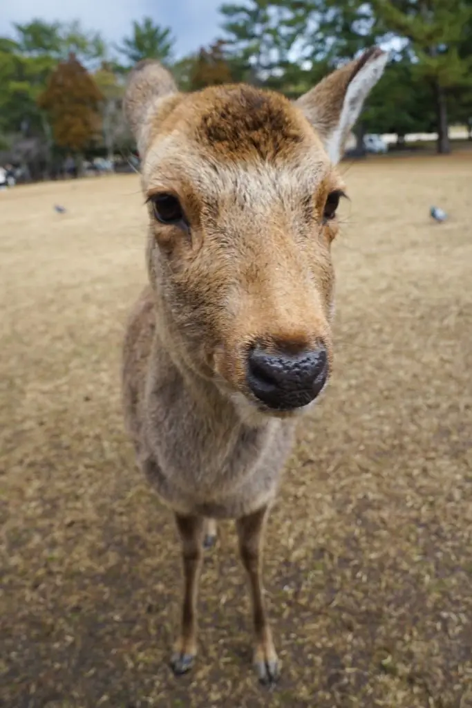  ** nara day trip itinerary ** nara to kyoto ** what to see in nara in one day ** what to see in nara ** nara one day itinerary **