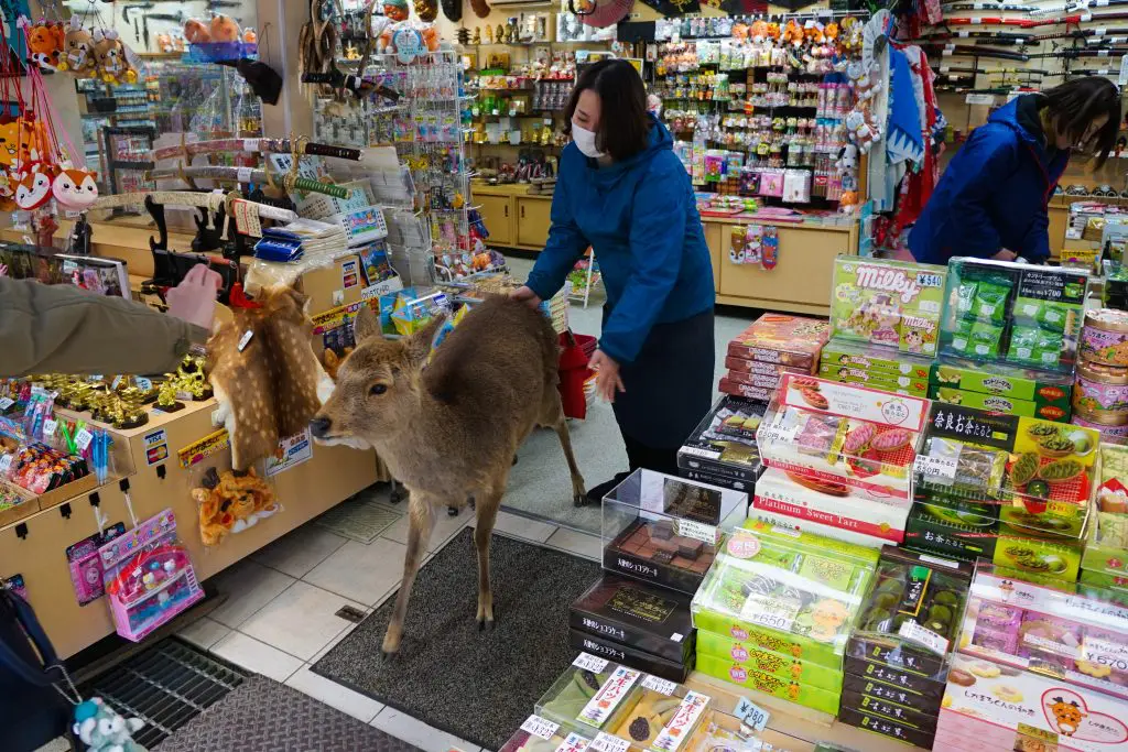  nara deer park inn ** nara deer park entrance fee ** japanese village and deer park ** deer in nara park japan **nara day trip ** 