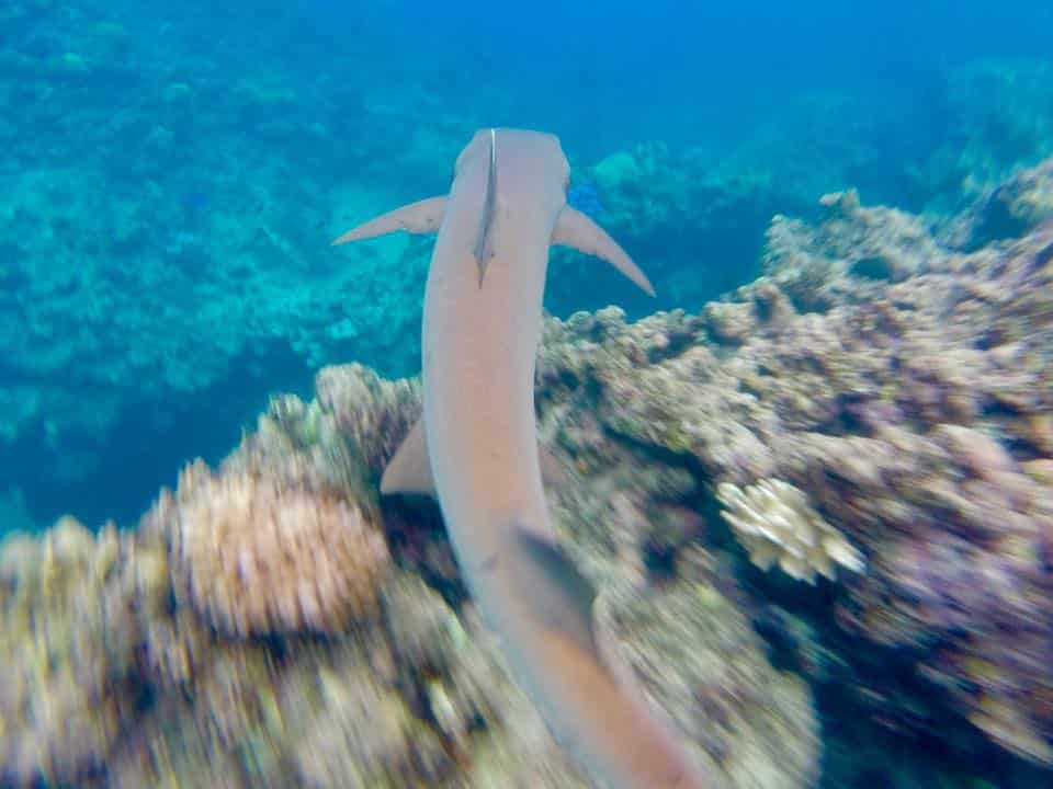 ** yasawa island hopping ** yasawa island cruise reviews ** yasawa islands cruise fiji ** awesome tours ** yasawa islands holiday packages ** yasawa cruise fiji ** yasawa flyer bula pass 