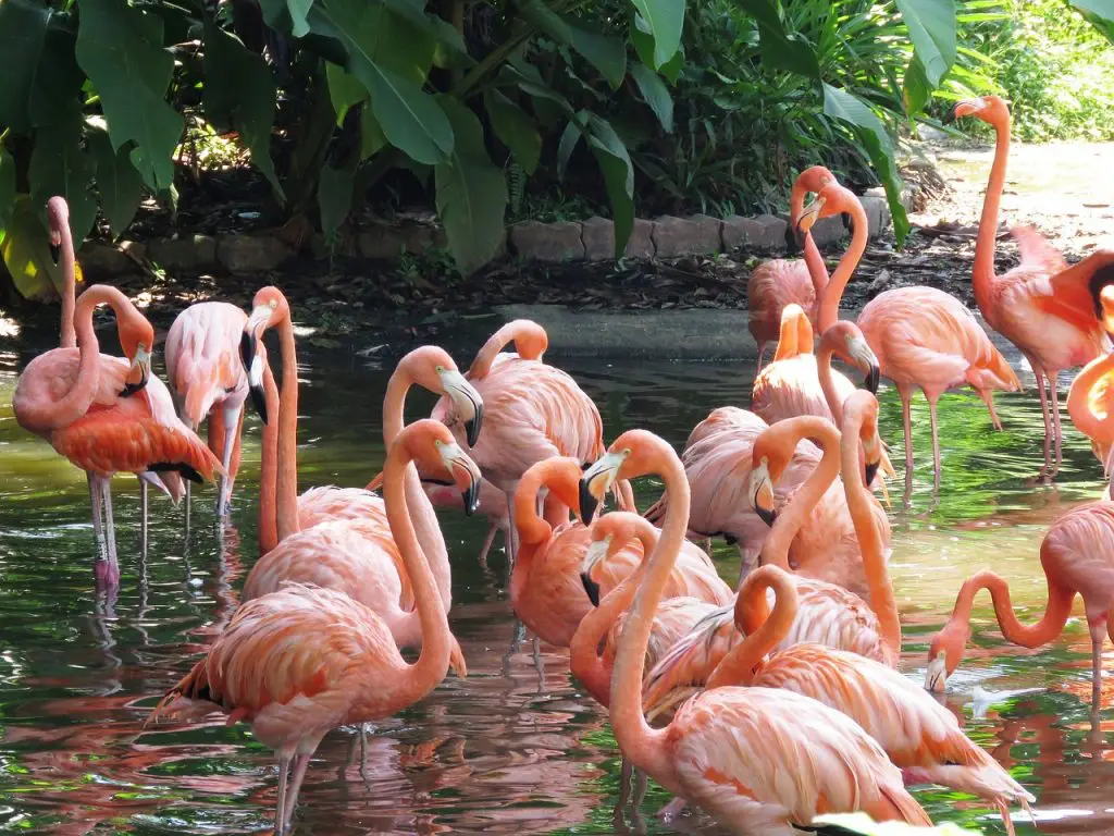 #45. Fly Into Jurong Bird Park, Asia's Largest Bird Paradise