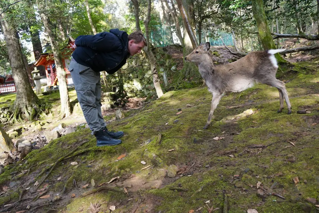 nara tour ** nara itinerary ** kyoto to nara ** nara day tour ** nara bowing deer