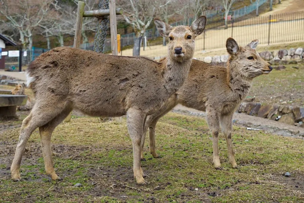 nara tour ** nara itinerary ** kyoto to nara ** nara day tour ** nara bowing deer