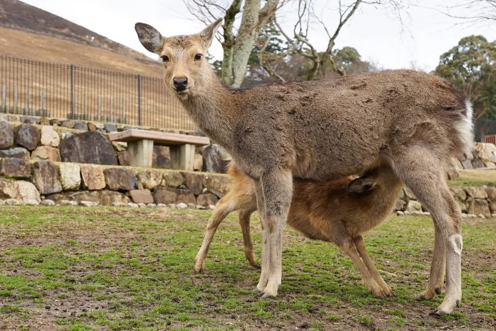 nara tour ** nara itinerary ** kyoto to nara ** nara day tour ** nara bowing deer