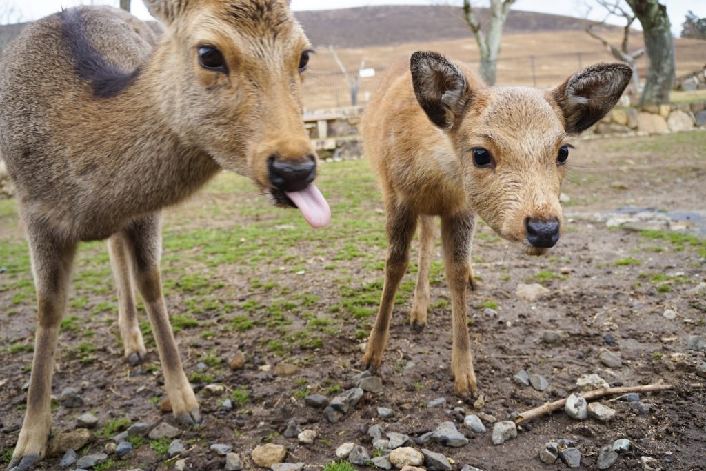 nara deer ** nara deer park ** nara japan deer ** the deer park inn nara ** nara japan deer park ** nara deer park japan **