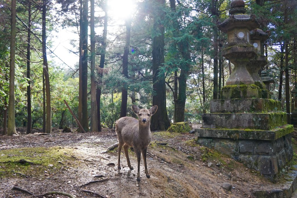  nara deer park inn ** nara deer park entrance fee ** japanese village and deer park ** deer in nara park japan **nara day trip ** 