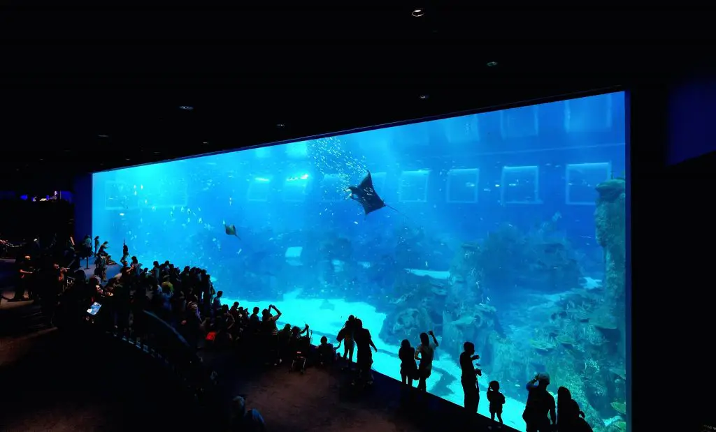 #35. Traverse The Marine Realm Of The Singapore S.E.A. Aquarium