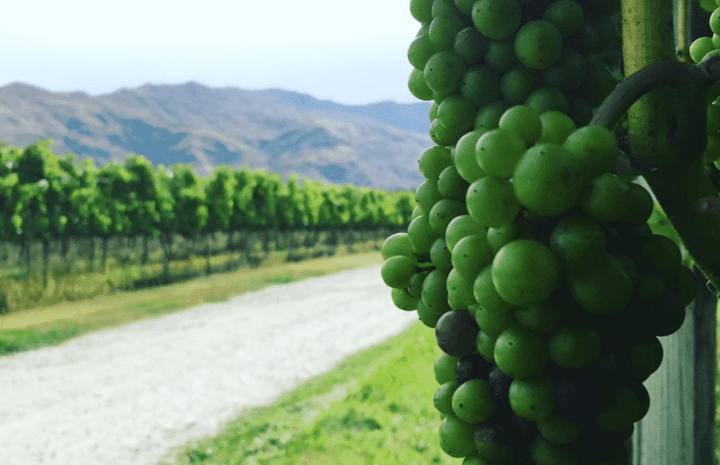 Aitkens Folly Wanaka Vineyard