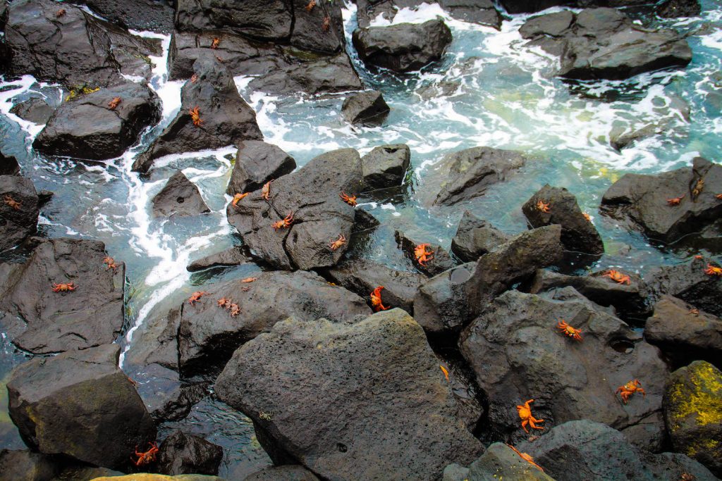 ** galapagos trip cost ** 10 day galapagos cruise ** 8 day galapagos cruise ** galapagos cruise reviews ** galapagos small boat **