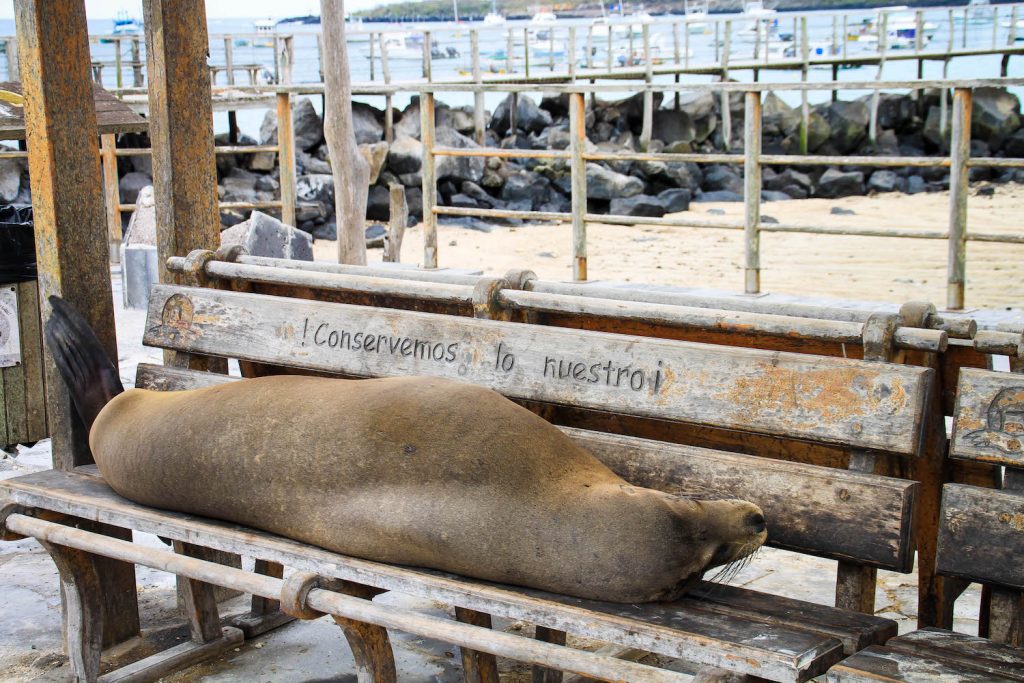 ** galapagos trip cost ** 10 day galapagos cruise ** 8 day galapagos cruise ** galapagos cruise reviews ** galapagos small boat **