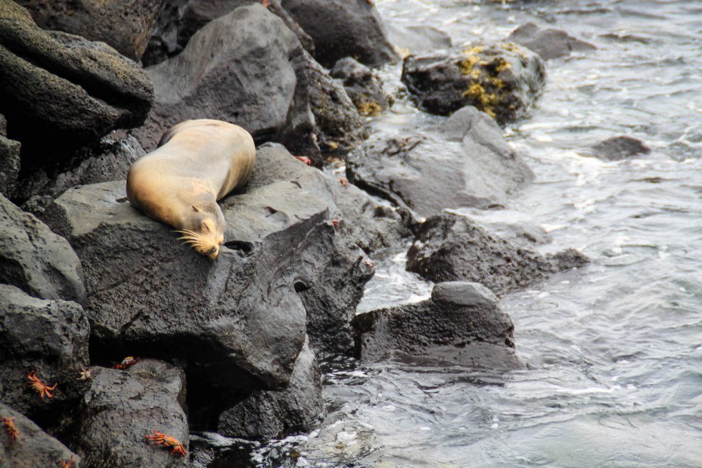  ** galapagos islands vacation package ** galapagos boats ** galapagos expeditions ** tour a galapagos ** galapagos tour operators ** best time to visit galapagos 