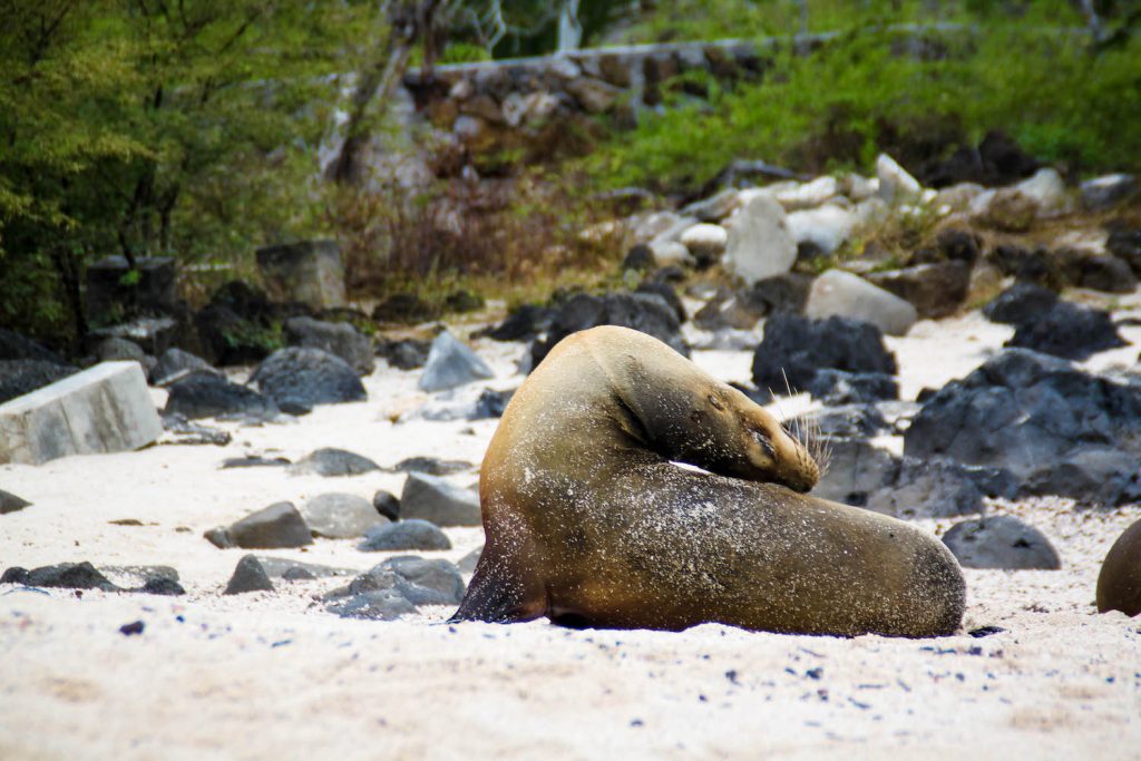 ** galapagos yacht ** 7 day galapagos cruise ** galapagos day tours ** galapagos islands day tours 