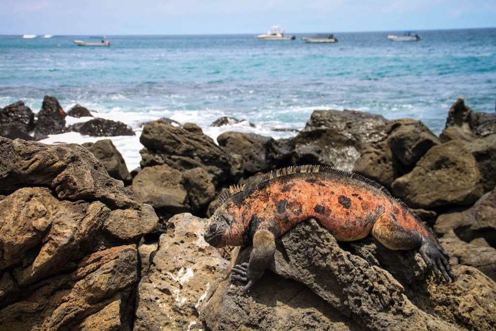 ** galapagos yacht ** 7 day galapagos cruise ** galapagos day tours ** galapagos islands day tours 