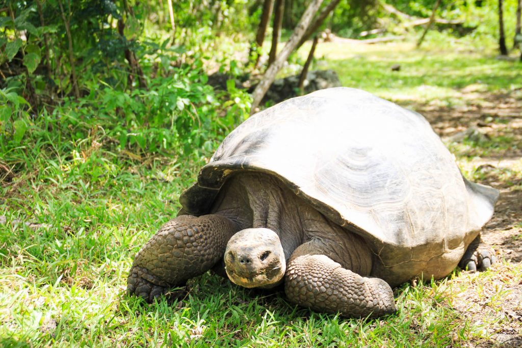  ** galapagos islands vacation package ** galapagos boats ** galapagos expeditions ** tour a galapagos ** galapagos tour operators ** best time to visit galapagos 