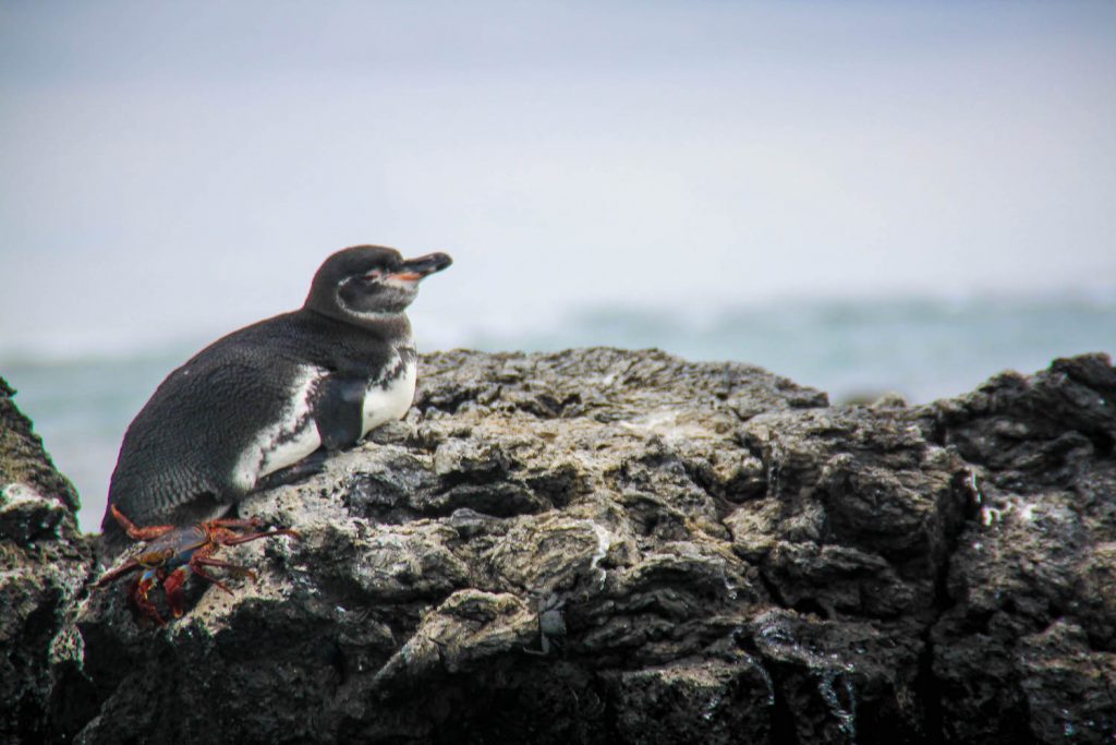 ** visit galapagos islands ** galapagos vacation ** galapagos islands cruise ** galapagos trip 