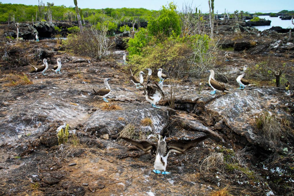 ** galapagos islands holidays ** galapagos islands trip ** best galapagos cruise ** galapagos tourism ** galapagos cruise ships