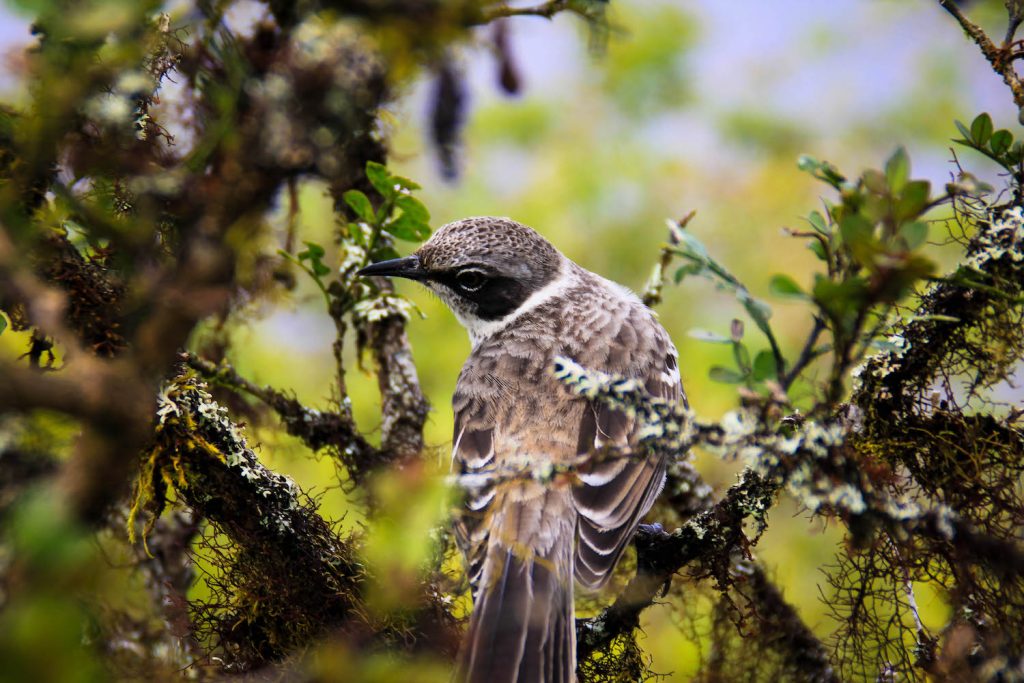 ** visit galapagos islands ** galapagos vacation ** galapagos islands cruise ** galapagos trip 