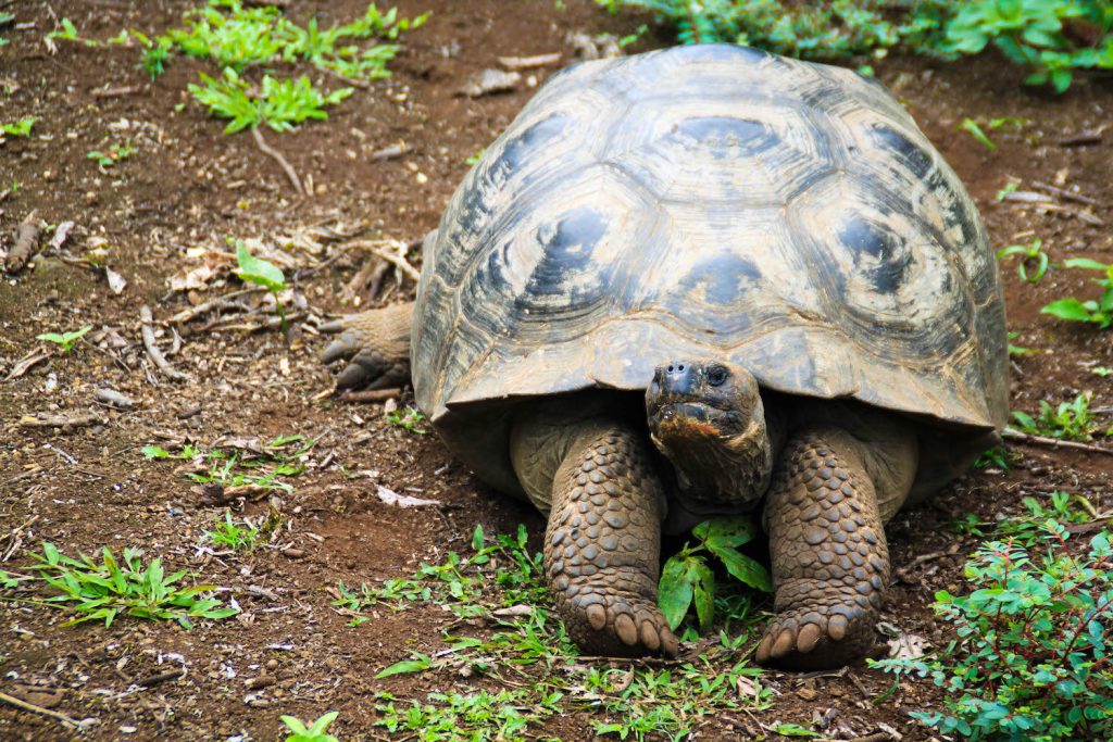 galapagos islands tour ** galapagos islands travel ** galapagos islands tourism ** galapagos islands vacation 