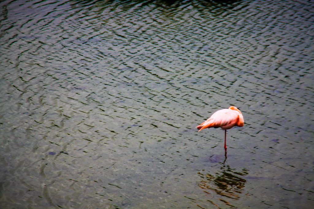 ** visit galapagos islands ** galapagos vacation ** galapagos islands cruise ** galapagos trip 