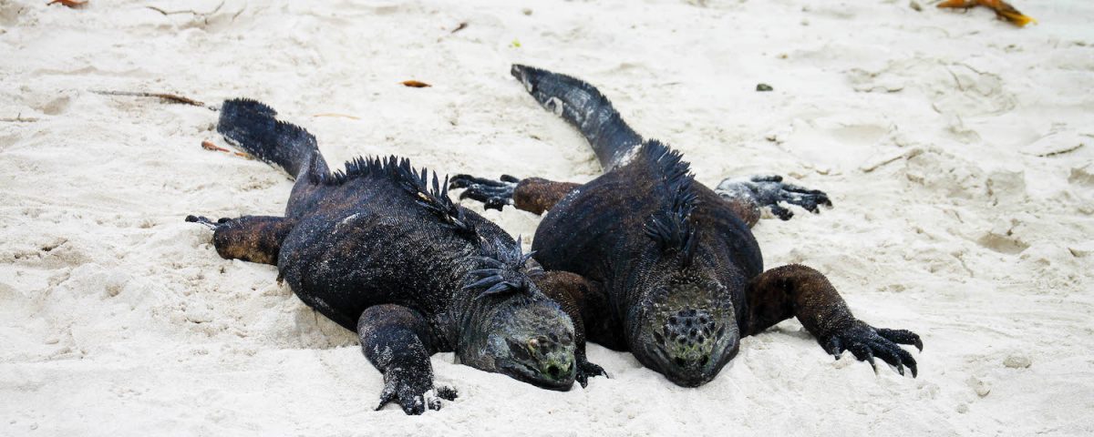 Choosing The Best Galapagos Islands Tour Itinerary: A Step-by-Step ...