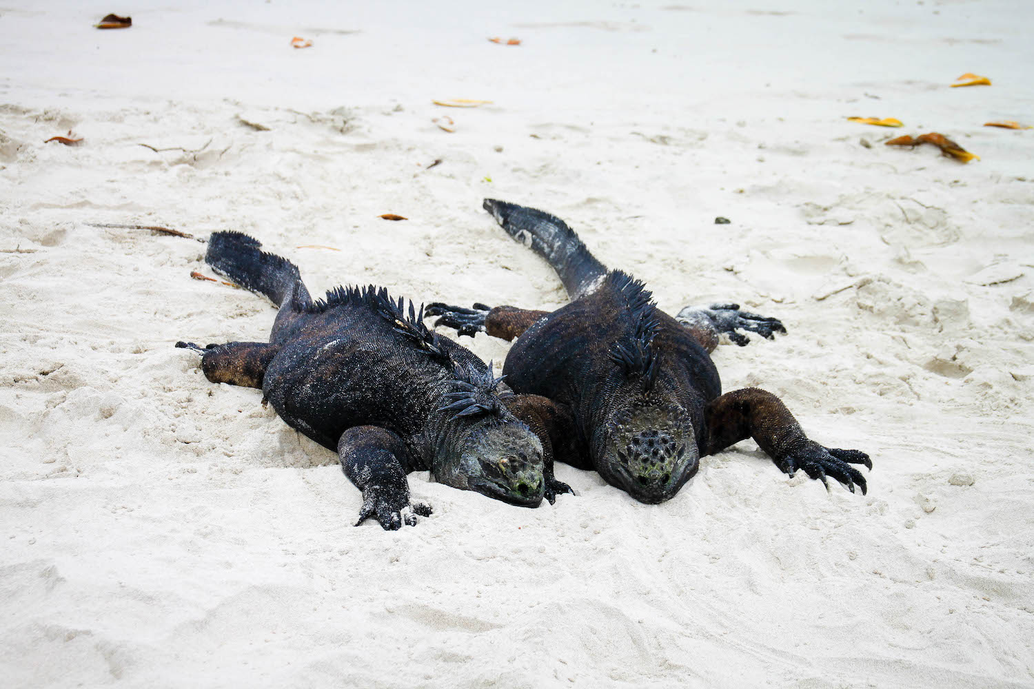 Choosing the Best Galapagos Islands Tour Itinerary: A Step-by-Step Guide