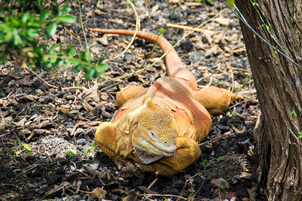 galapagos islands tour ** galapagos islands travel ** galapagos islands tourism ** galapagos islands vacation 