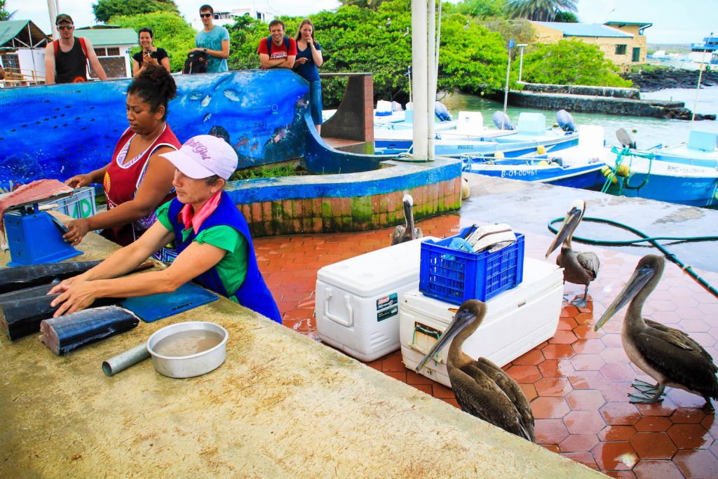 galapagos islands tour ** galapagos islands travel ** galapagos islands tourism ** galapagos islands vacation 