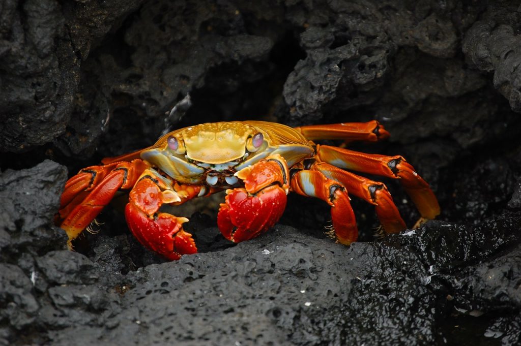 galapagos islands tour ** galapagos islands travel ** galapagos islands tourism ** galapagos islands vacation 