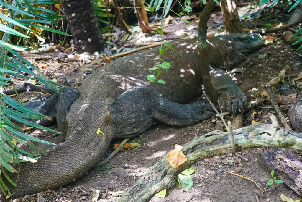 ** komodo island diving ** komodo and flores tour ** flores indonesia ** flores island indonesia ** flores overland tour ** travel to komodo ** lombok flores komodo tour **