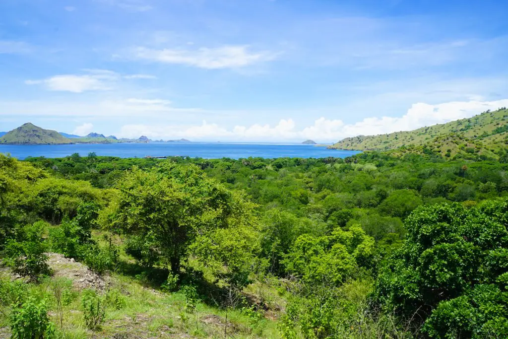 * komodo adventure ** komodo boat tour ** flores island tour ** visit komodo ** komodo dragon island ** flores travel 