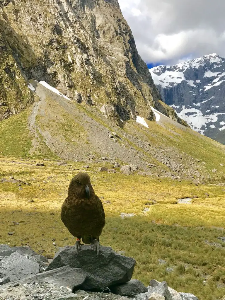 ** drive from queenstown to milford sound how long ** milford sound self drive ** te anau to queenstown drive time ** drive queenstown to milford sound how long **