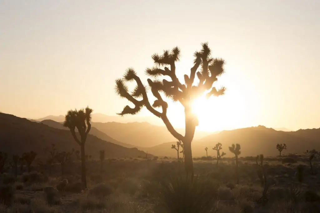 Joshua Tree National Park