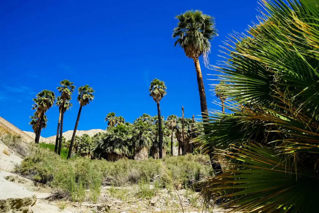 Desert Adventures Jeep Tour