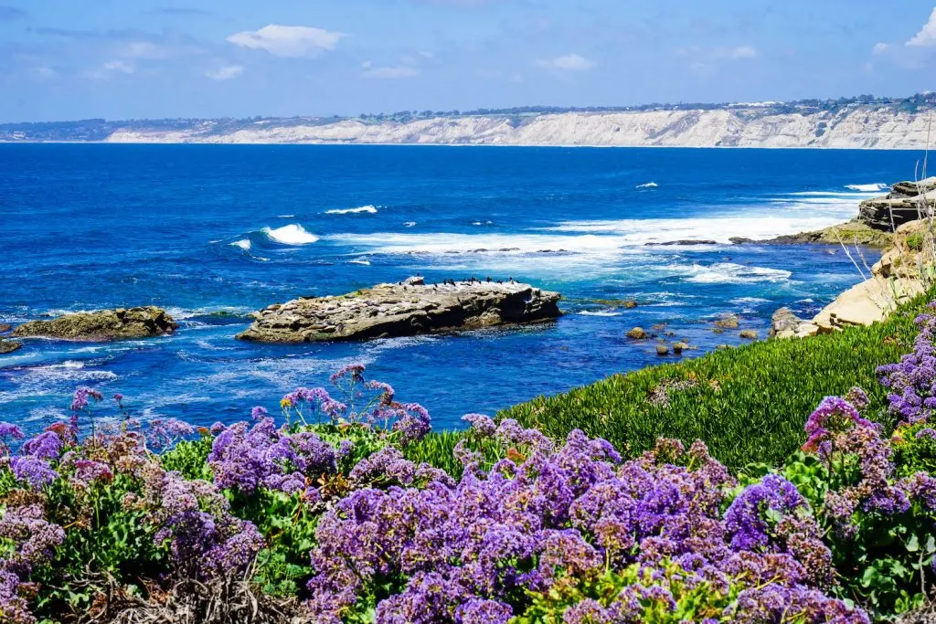 Experience The Pacific At La Jolla Cove Sea Lions San Diego