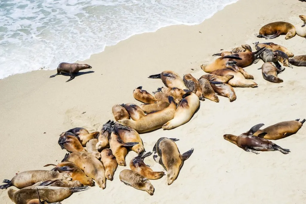 Experience The Pacific At La Jolla Cove Sea Lions San Diego