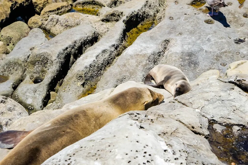 Experience The Pacific At La Jolla Cove Sea Lions San Diego