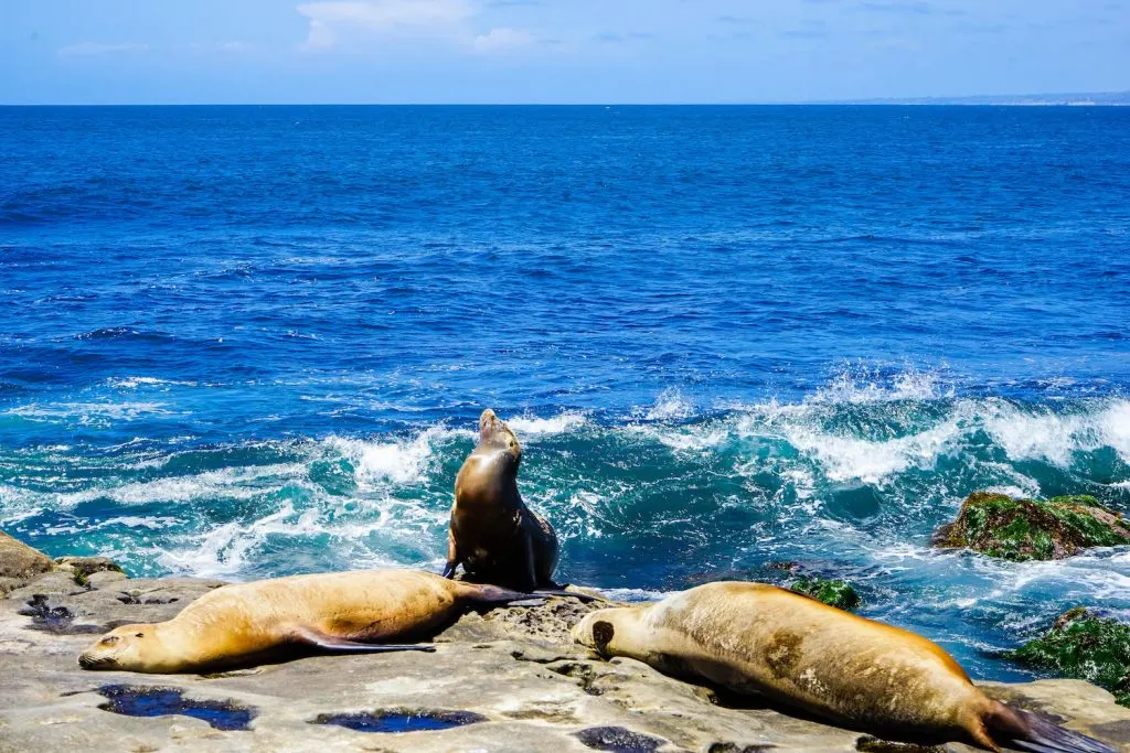 Experience The Pacific At La Jolla Cove Sea Lions San Diego