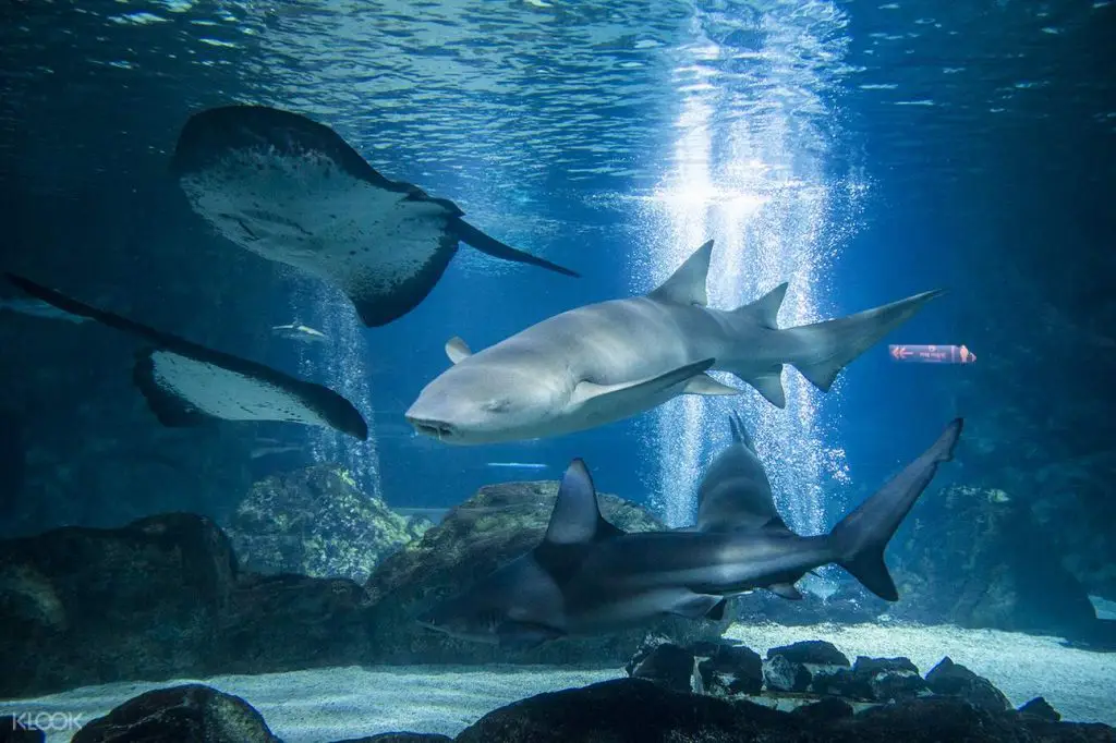 Get Fishy At The Coex Aquarium