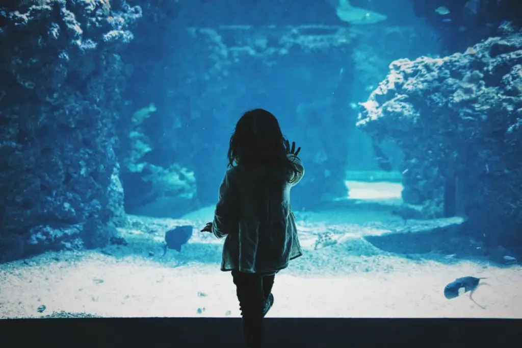 Go Under The Sea At Osaka Aquarium Kaiyukan
