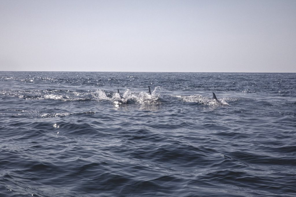 Dolphin Watching Lagos Portugal