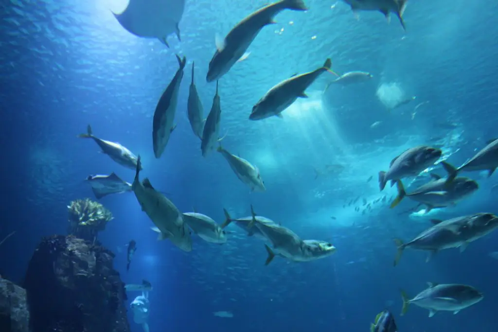 World-Famous Lisbon Oceanarium