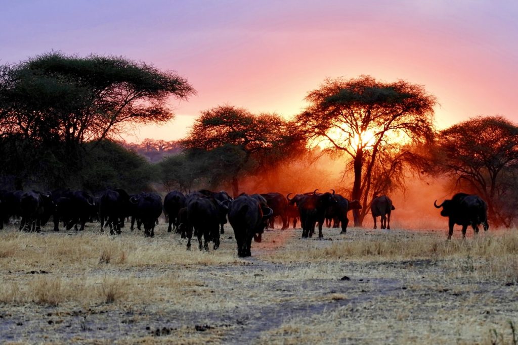 8 Best Places to Visit in Tanzania: Safari Parks, Islands & Cities!' width=