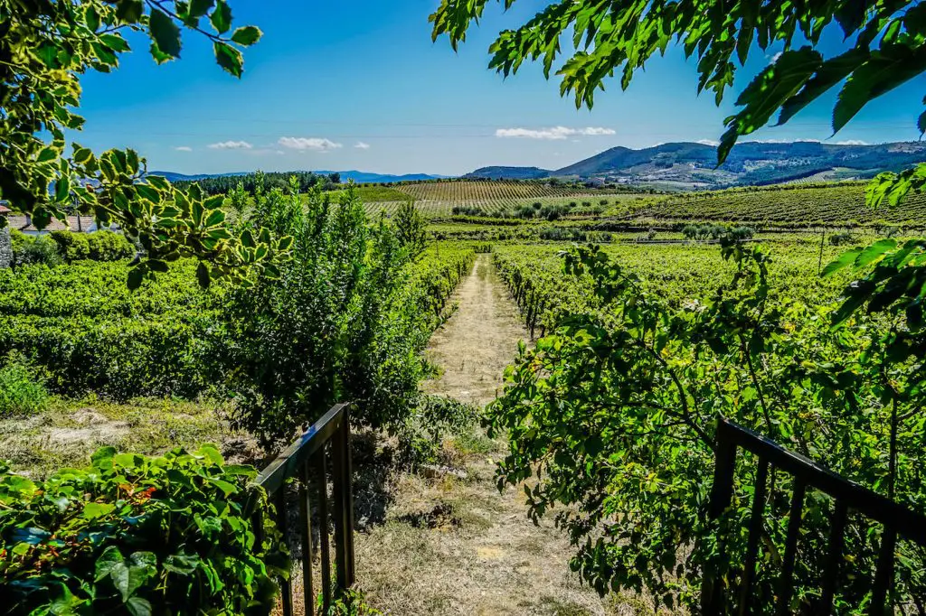 Experience The Extreme Beauty Of The Douro Valley In Porto